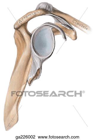 Drawing - Lateral view of the glenoid cavity.. Fotosearch