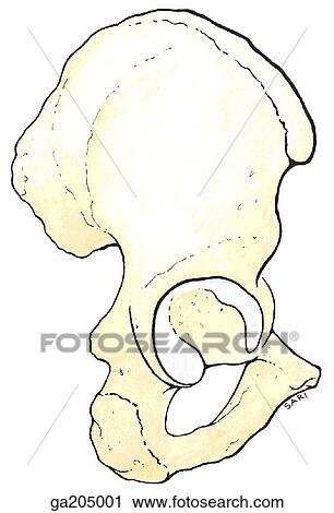 Lateral view of the hip bone. View Large Illustration Clip Art - Lateral view of the hip bone.. Fotosearch