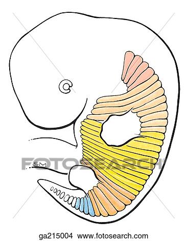 Stock Illustration - Lateral view of the myotome region of the somites. (Red) occipital, (lt. orange) cervical, (yellow) thoracic, (dk. orange) lumbar, (blue) coccygeal.. Fotosearch