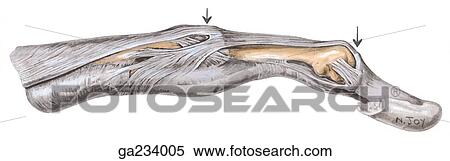 Stock Illustration - Lateral view of the retinacular ligament in extended digit.. Fotosearch