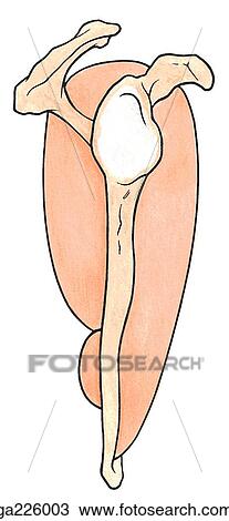 Lateral view of the rotator cuff muscles and scapula. View Large Illustration Drawing - Lateral view of the rotator cuff muscles and scapula.. Fotosearch