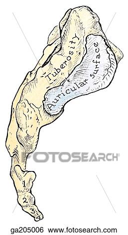 Lateral view of the sacrum and coccyx. View Large Illustration Stock Illustration - Lateral view of the sacrum and coccyx.. Fotosearch