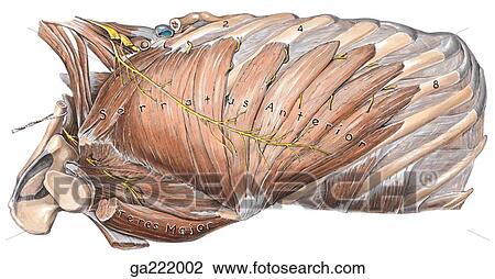 Lateral view of the serratus anterior and subscapularis in supine position. View Large Illustration Drawing - Lateral view of the serratus anterior and subscapularis in supine position.. Fotosearch