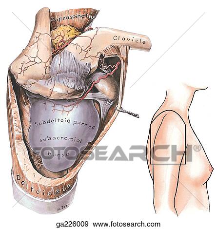 Stock Illustration - Lateral view of the subacromial bursa (injected with purple latex). The image to the right indicates the orientation of the main illustration.. Fotosearch