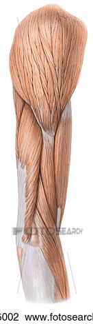 Lateral view of the surface anatomy of the arm, showing the brachialis, biceps brachii, deltoid, brachioradialis, extensor carpi radialis longus, triceps brachii, lateral epicondyle, olecranon, and fascia covering anconeus and common extensor tendon. View Large Illustration Drawing - Lateral view of the surface anatomy of the arm, showing the brachialis, biceps brachii, deltoid, brachioradialis, extensor carpi radialis longus, triceps brachii, lateral epicondyle, olecranon, and fascia covering anconeus and common extensor tendon.. Fotosearch