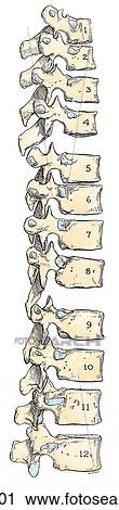 Lateral view of the thoracic vertebrae, showing the mamillary, accessory, and lateral processes of T12. View Large Illustration Clip Art - Lateral view of the thoracic vertebrae, showing the mamillary, accessory, and lateral processes of T12.. Fotosearch