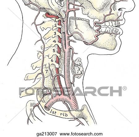 Lateral view of the vertebral artery (red) arising from the subclavian artery (pink) and passing through the cervical vertebrae. View Large Illustration Stock Illustration - Lateral view of the vertebral artery (red) arising from the subclavian artery (pink) and passing through the cervical vertebrae.. Fotosearch