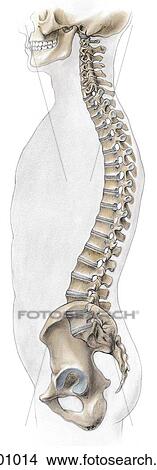 Stock Illustration - Lateral view of the vertebral column with hip bone and portion of skull, superimposed onto human profile.. Fotosearch