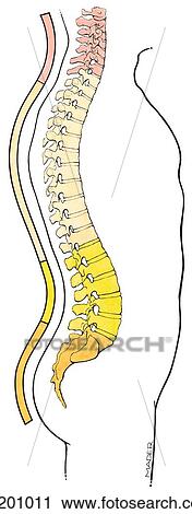 Lateral view of vertebral column curvature in an adult, showing cervical (red), thoracic (brown), and lumbar (yellow) vertebrae, and the sacrum and coccyx (orange). View Large Illustration Clip Art - Lateral view of vertebral column curvature in an adult, showing cervical (red), thoracic (brown), and lumbar (yellow) vertebrae, and the sacrum and coccyx (orange).. Fotosearch