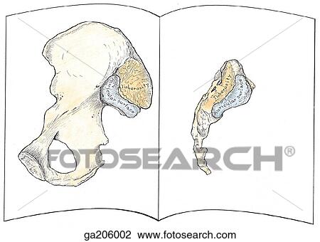 Drawing - Medial (left; showing the hip bone) and lateral (right; showing the sacrum) views of the articular surfaces of the sacroiliac joint.. Fotosearch