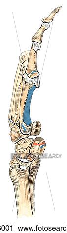 Medial view of bony structure of wrist and hand showing muscle attachments. View Large Illustration Clip Art - Medial view of bony structure of wrist and hand showing muscle attachments.. Fotosearch
