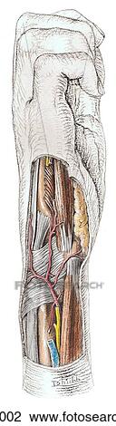 Medial view of deep dissection of wrist and hand. View Large Illustration Drawing - Medial view of deep dissection of wrist and hand.. Fotosearch
