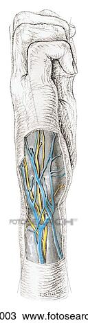 Medial view of superficial dissection of wrist and hand. View Large Illustration Drawing - Medial view of superficial dissection of wrist and hand.. Fotosearch