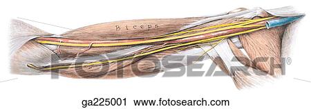 Medial view of the anatomy of the arm. View Large Illustration Clip Art - Medial view of the anatomy of the arm.. Fotosearch