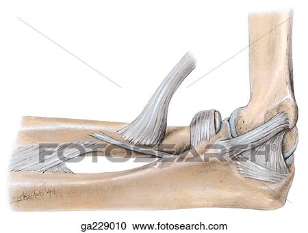 Medial view of the collateral ligaments of the elbow. View Large Illustration Clipart - Medial view of the collateral ligaments of the elbow.. Fotosearch