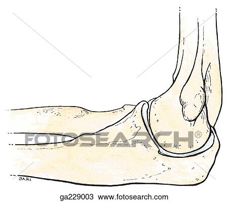 Medial view of the elbow joint showing the radial tuberosity, coronoid process, olecranon fossa, medial epicondyle, trochlea, trochlear notch, and olecranon. View Large Illustration Drawing - Medial view of the elbow joint showing the radial tuberosity, coronoid process, olecranon fossa, medial epicondyle, trochlea, trochlear notch, and olecranon.. Fotosearch