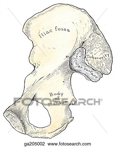 Medial view of the hip bone, including the ilium, ischium, and pubis. View Large Illustration Drawing - Medial view of the hip bone, including the ilium, ischium, and pubis.. Fotosearch