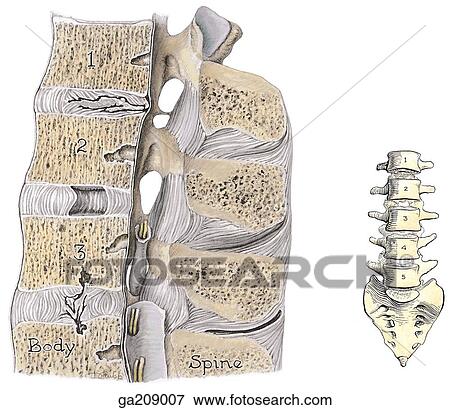 Median section of the lumbar region of the vertebral column. The image to the right indicates the orientation of the main illustration. View Large Illustration Stock Illustration - Median section of the lumbar region of the vertebral column. The image to the right indicates the orientation of the main illustration.. Fotosearch