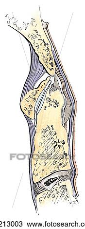 Drawing - Median section (through the dens) in the area of the atlanto-occipital and atlantoaxial joints.. Fotosearch