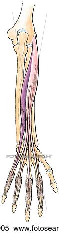 Middle layer of muscles on the posterior forearm. View Large Illustration Stock Illustration - Middle layer of muscles on the posterior forearm.. Fotosearch