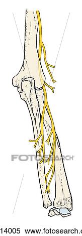 Motor distribution of the radial nerve to muscles in the posterior compartment of the forearm. View Large Illustration Stock Illustration - Motor distribution of the radial nerve to muscles in the posterior compartment of the forearm.. Fotosearch