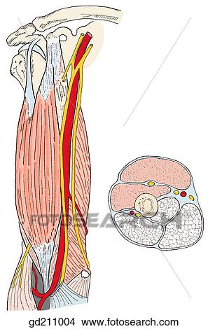 Muscles of the arm and related structures. View Large Illustration Stock Illustration - Muscles of the arm and related structures.. Fotosearch