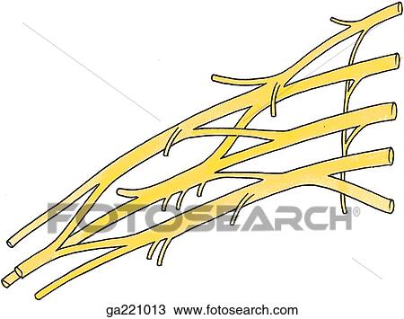 Observe that three nerves (musculocutaneous, median, and ulnar) are arranged like limbs of an upper case M. Also observe anterior divisions (AD) and posterior divisions (PD). View Large Illustration Drawing - Observe that three nerves (musculocutaneous, median, and ulnar) are arranged like limbs of an upper case M. Also observe anterior divisions (AD) and posterior divisions (PD).. Fotosearch