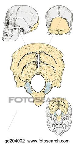 Drawing - Occipital portion of skull (yellow).. Fotosearch
