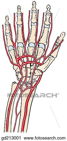Clip Art - Palmar arterial arches.. Fotosearch
