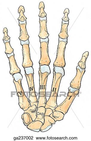 Palmar view of the bones of the hand. View Large Illustration Drawing - Palmar view of the bones of the hand.. Fotosearch