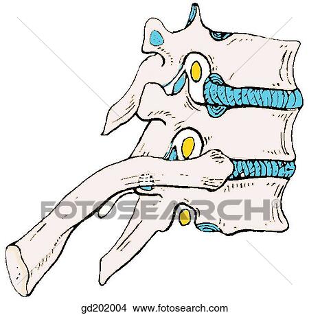 Part of vertebral column: intervertebral disc; intervertebral foramen with spinal nerve; portion of rib View Large Illustration Stock Illustration - Part of vertebral column: intervertebral disc; intervertebral foramen with spinal nerve; portion of rib. Fotosearch