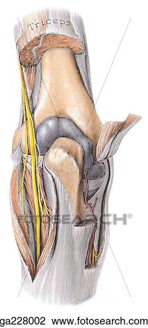 Drawing - Posterior aspect of the elbow, with distal portion of triceps brachii muscle removed and anconeus retracted.. Fotosearch