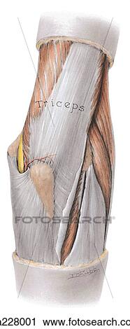 Posterior aspect of the elbow with the triceps reflected and showing the medial and lateral epicondyle, ulnar nerve, pos. ulnar recurrent artery, olecranon, flexor carpi ulnaris; brachioradialis, ext. carpi radialis longus, common ext. tendon, anconeus, t View Large Illustration Clip Art - Posterior aspect of the elbow with the triceps reflected and showing the medial and lateral epicondyle, ulnar nerve, pos. ulnar recurrent artery, olecranon, flexor carpi ulnaris; brachioradialis, ext. carpi radialis longus, common ext. tendon, anconeus, t. Fotosearch