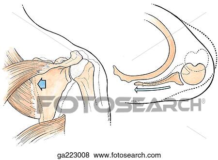 Posterior (left) and superior (right) views of scapular retraction; dotted lines indicate the starting position of the movement. View Large Illustration Stock Illustration - Posterior (left) and superior (right) views of scapular retraction; dotted lines indicate the starting position of the movement.. Fotosearch