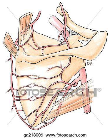 Stock Illustration - Posterior view of arterial anastomoses of the scapula.. Fotosearch