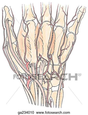 Radial artery in hand