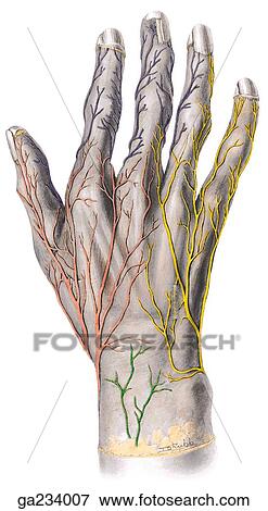 Stock Illustration - Posterior view of cutaneous innervation of hand.. Fotosearch