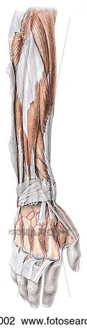 Posterior view of muscles of the extensor region of forearm; digital extensors have been reflected. View Large Illustration Drawing - Posterior view of muscles of the extensor region of forearm; digital extensors have been reflected.. Fotosearch