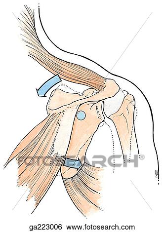 Posterior view of scapular elevation with superior rotation of glenoid fossa; dotted lines indicate the starting position of the movement. View Large Illustration Stock Illustration - Posterior view of scapular elevation with superior rotation of glenoid fossa; dotted lines indicate the starting position of the movement.. Fotosearch