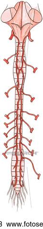 Posterior view of the arterial supply of the spinal cord. View Large Illustration Stock Illustration - Posterior view of the arterial supply of the spinal cord.. Fotosearch