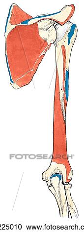 Posterior view of the bones of the upper limb showing muscle attachments. View Large Illustration Clipart - Posterior view of the bones of the upper limb showing muscle attachments.. Fotosearch