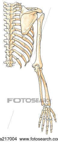 Posterior view of the bones of the upper limb, with the ...
Upper Extremity Bones Unlabeled