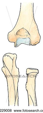 Posterior view of the bones of the elbow; the image at the top is the humerus, the bottom left image is the ulna, and the bottom right image is the radius. View Large Illustration Stock Illustration - Posterior view of the bones of the elbow; the image at the top is the humerus, the bottom left image is the ulna, and the bottom right image is the radius.. Fotosearch