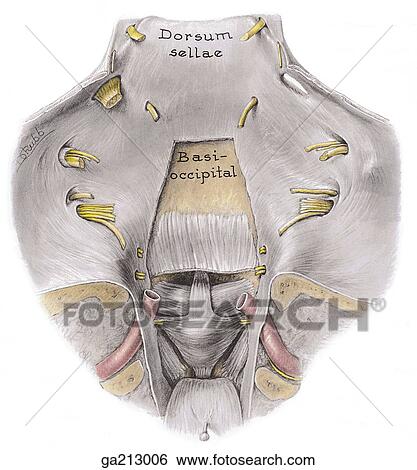 Stock Illustration - Posterior view of the craniovertebral joints, showing the vertebral artery (red).. Fotosearch