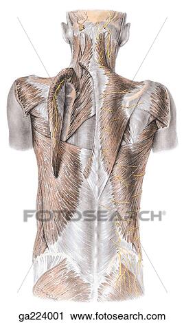 Clip Art - Posterior view of the cutaneous nerves of the back and first two muscle layers with trapezius muscle severed and reflected on the left.. Fotosearch