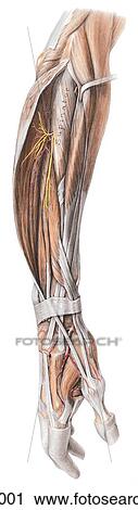 Posterior view of the deep structures on extensor aspect of forearm. View Large Illustration Clip Art - Posterior view of the deep structures on extensor aspect of forearm.. Fotosearch