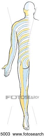 Posterior view of the dermatomes of the body. View Large Illustration Drawing - Posterior view of the dermatomes of the body.. Fotosearch