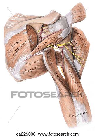 Posterior view of the dorsal scapular and subdeltoid regions of the arm. View Large Illustration Stock Illustration - Posterior view of the dorsal scapular and subdeltoid regions of the arm.. Fotosearch
