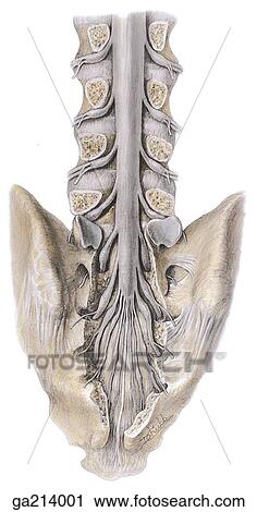 Clip Art - Posterior view of the inferior end of dural sac with posterior parts of the lumbar and sacral vertebrae removed.. Fotosearch