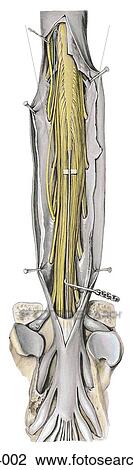 Posterior view of the inferior end of dural sac. View Large Illustration Drawing - Posterior view of the inferior end of dural sac.. Fotosearch